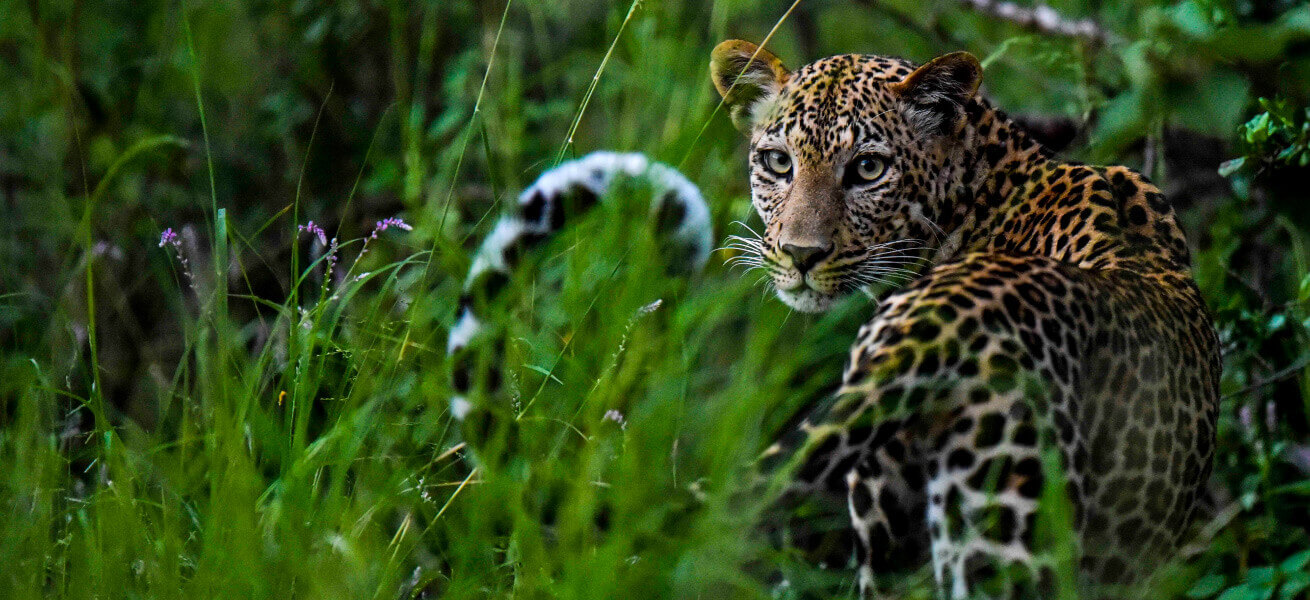 versatile-adventures-leopard